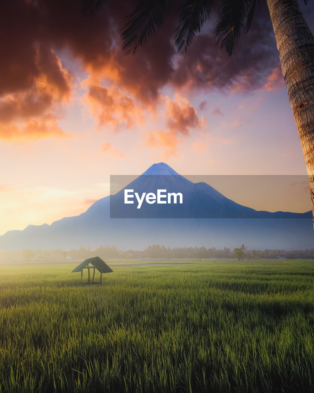 Scenic view of field and volcano at sunrise