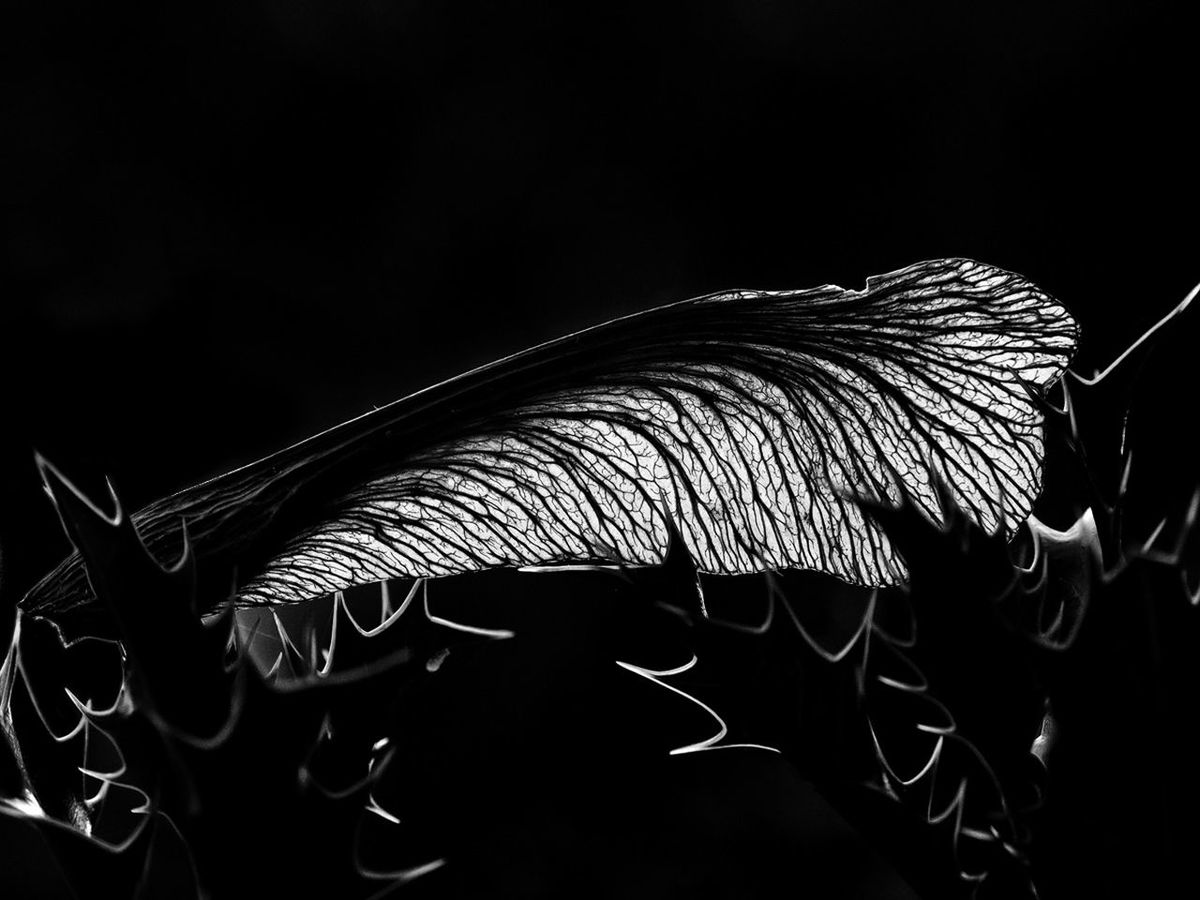 Close up of leaf in black and white