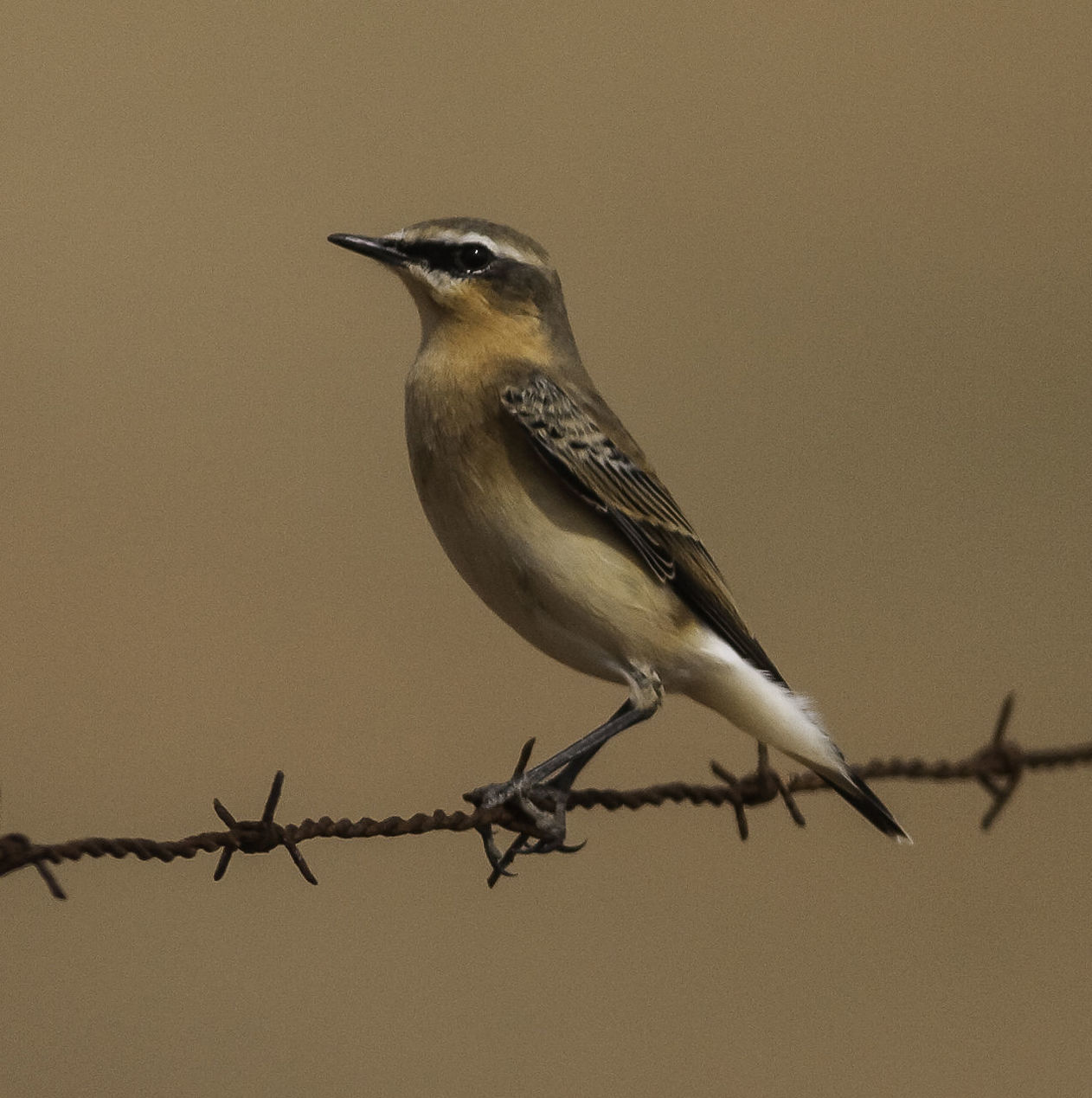 CLOSE-UP OF BIRD ON BARBED WIRE