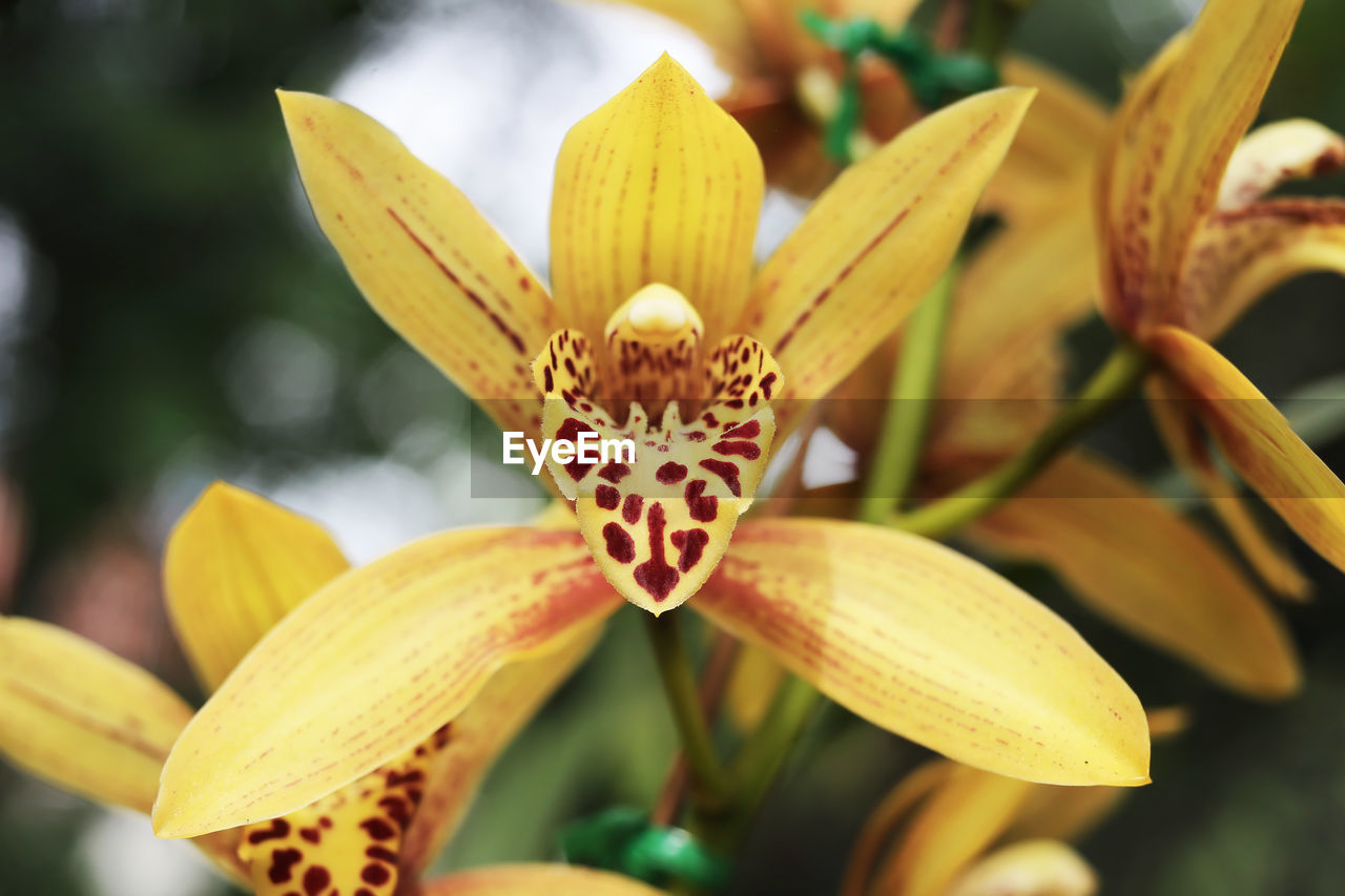 CLOSE-UP OF YELLOW LILY ON PLANT