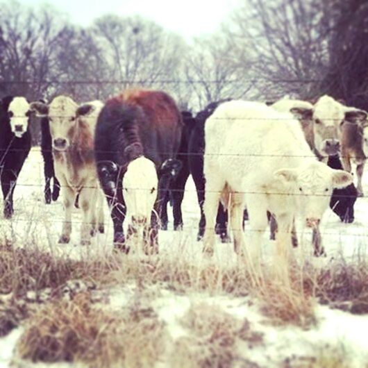 VIEW OF HORSE GRAZING ON FIELD