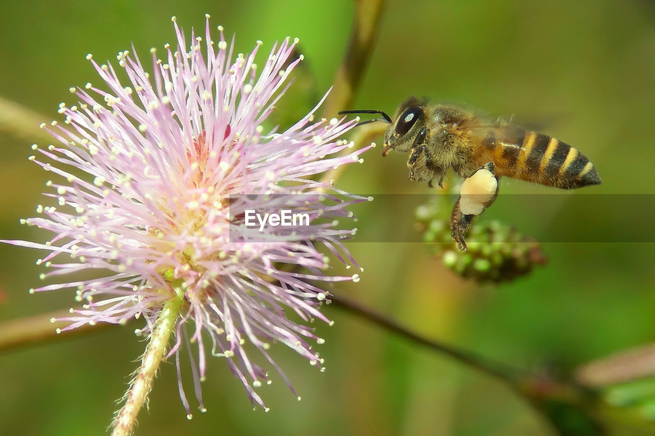 CLOSE-UP OF BEE ON FLOWER