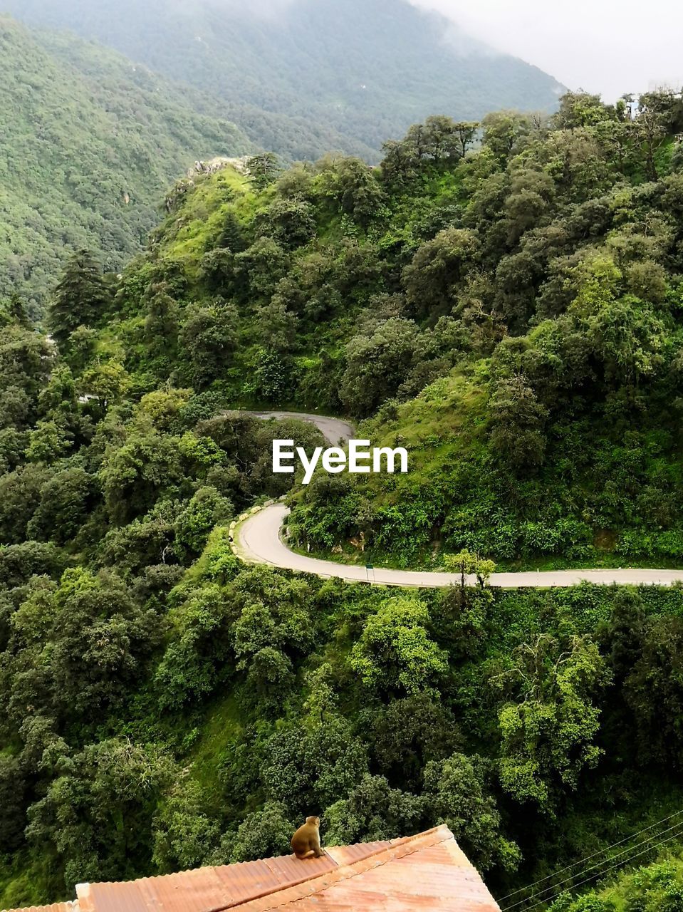 High angle view of trees growing in forest