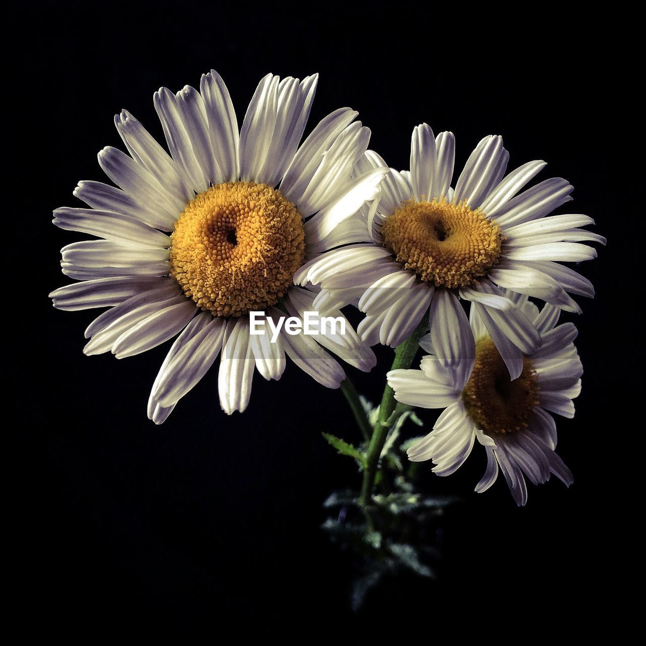 Close-up of white daisy flowers blooming against black background
