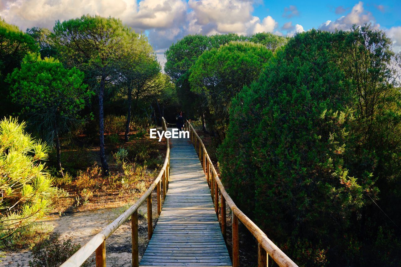 BOARDWALK AMIDST PLANTS IN FOREST