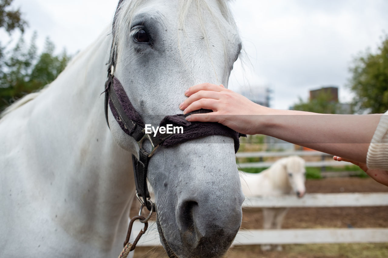 cropped hand of woman with horse