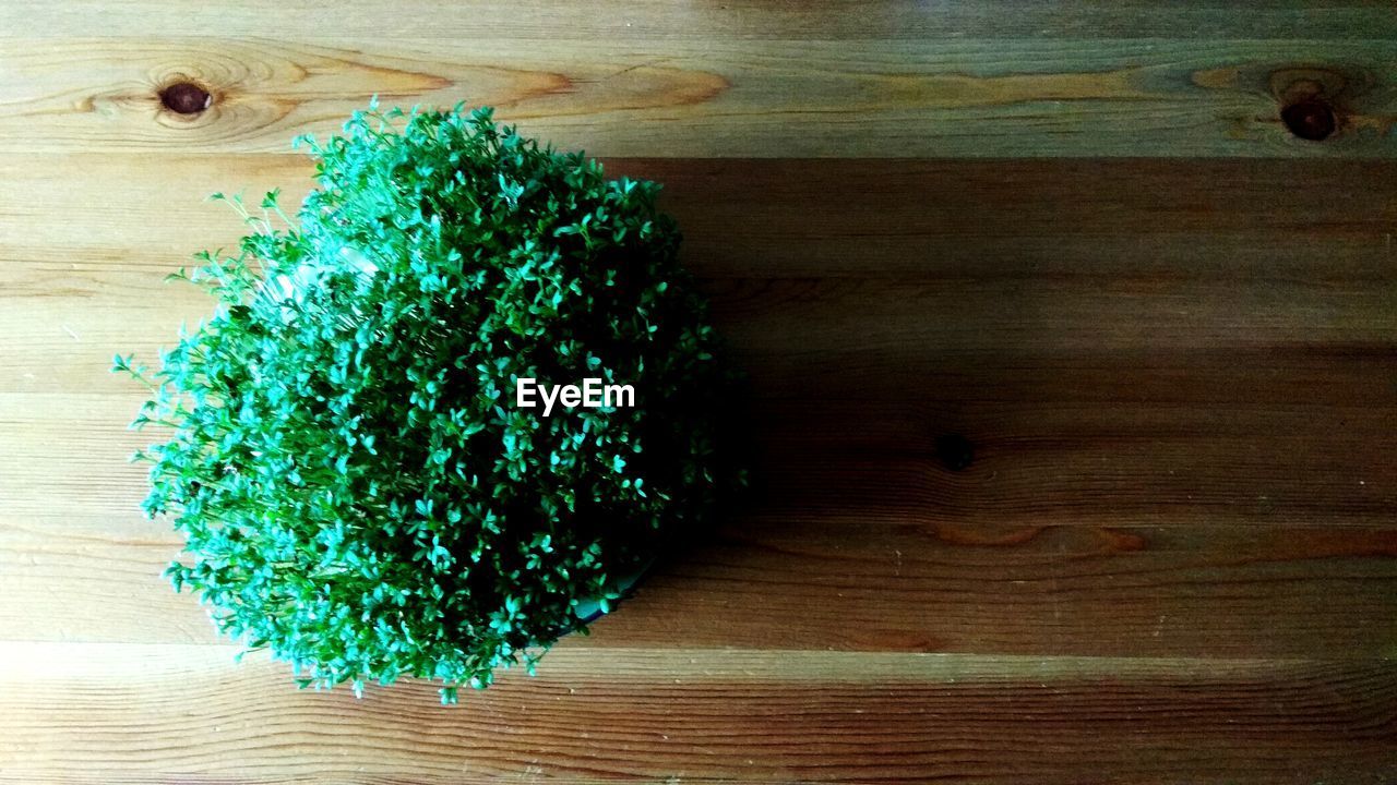 DIRECTLY ABOVE SHOT OF POTTED PLANT ON TABLE