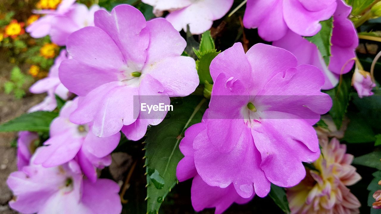 Close-up of pink flowers blooming outdoors