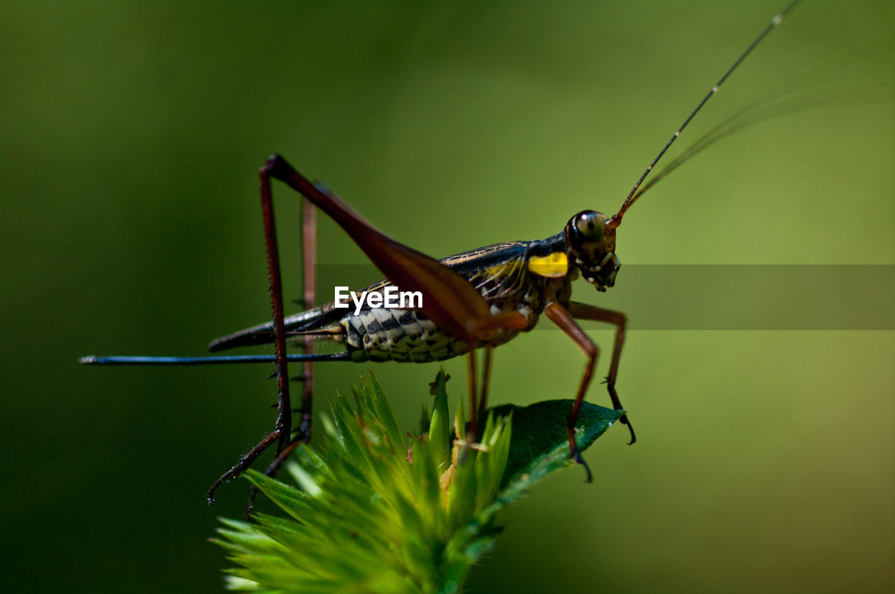 CLOSE-UP OF GRASSHOPPER