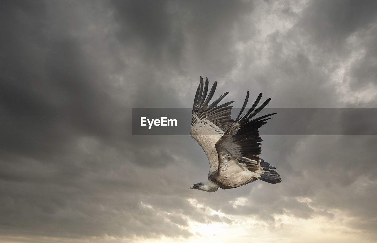 low angle view of bird flying against cloudy sky during sunset