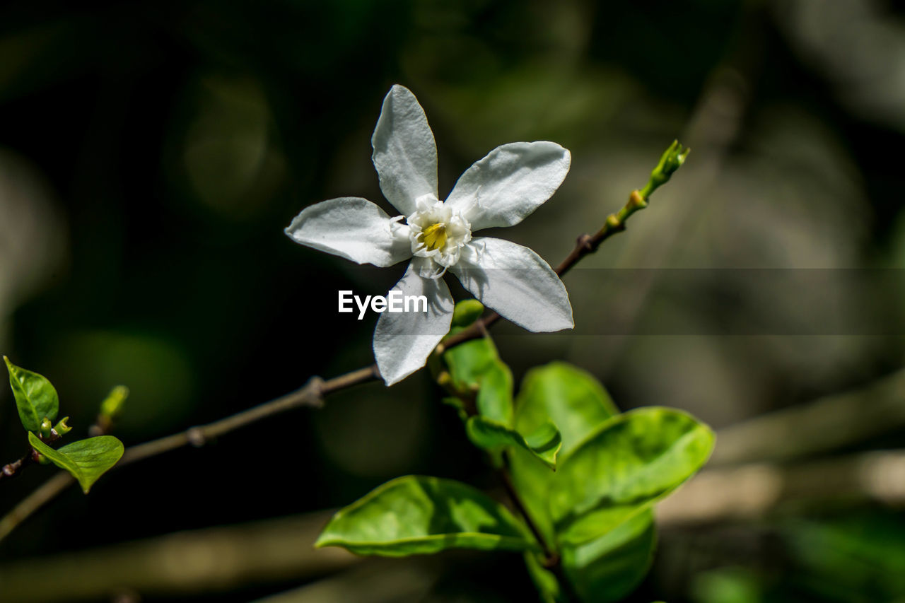 Close-up of flower blooming outdoors