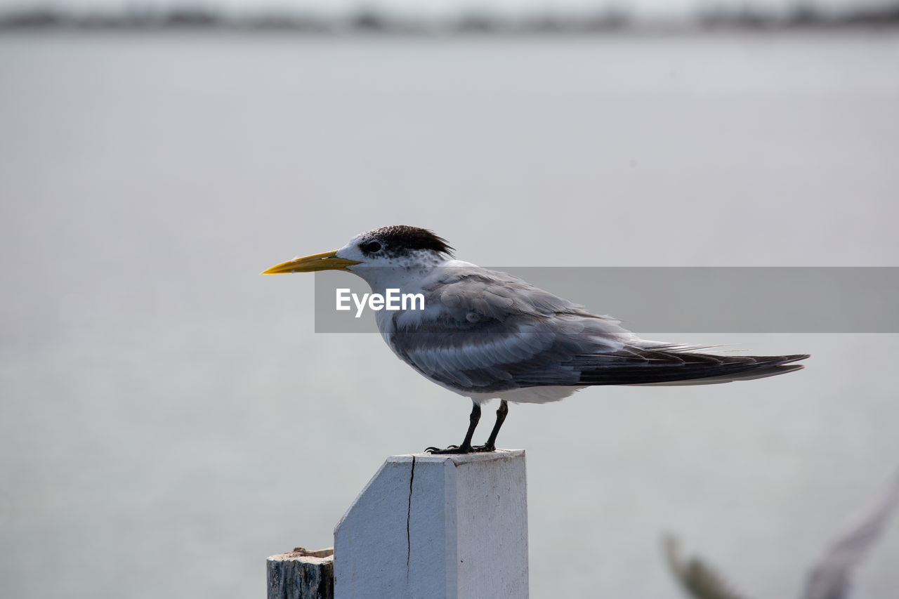 Close-up of seagull perching on wooden post