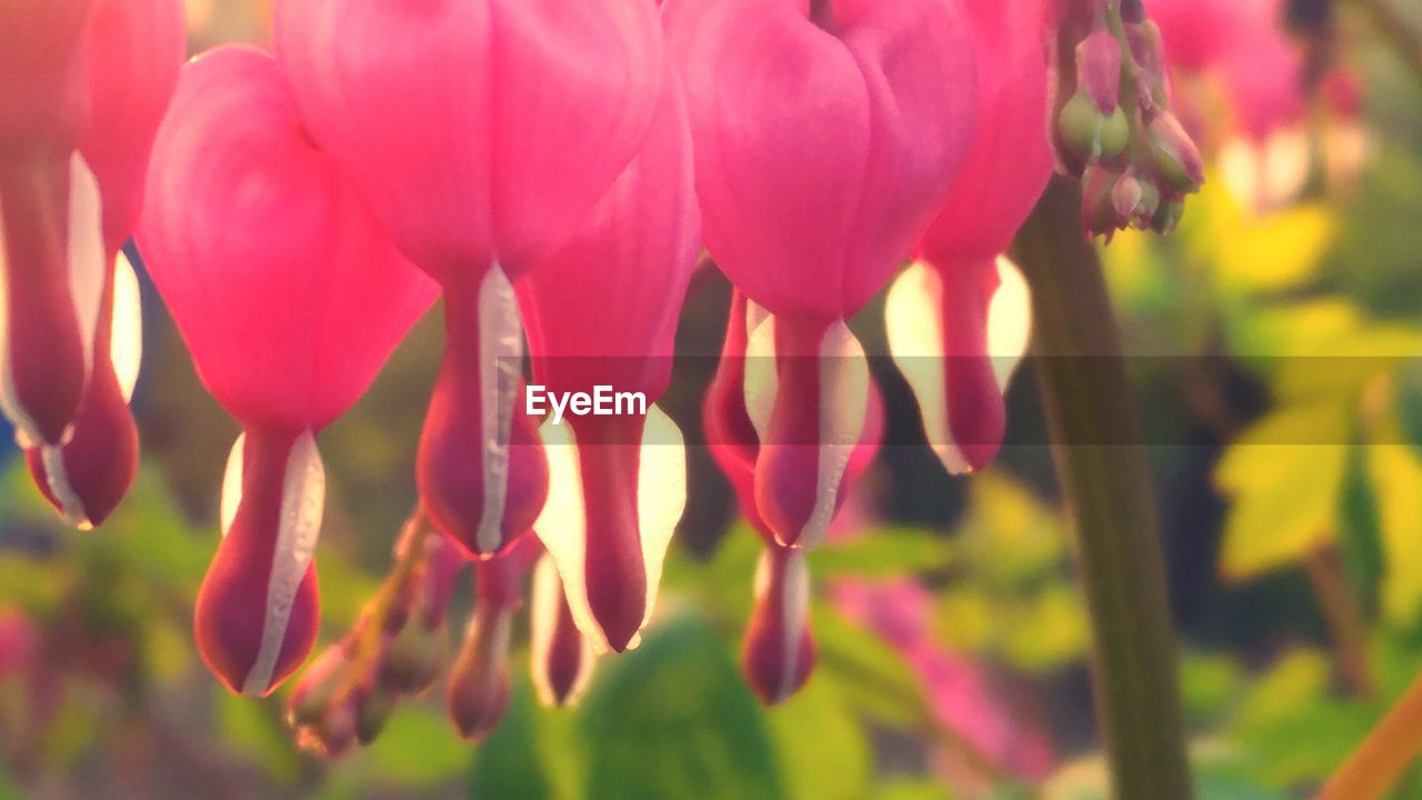 CLOSE-UP OF PINK FLOWERS BLOOMING