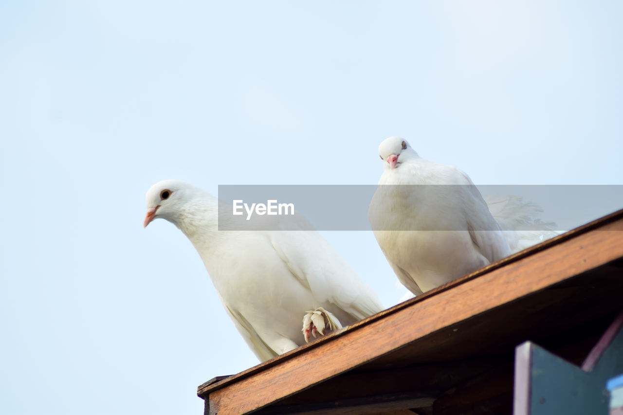 Low angle view of seagulls perching on the sky