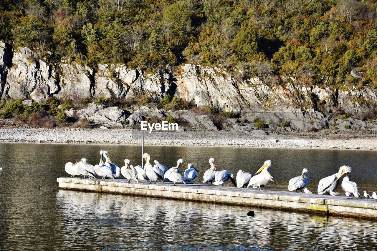 Birds perching on a lake
