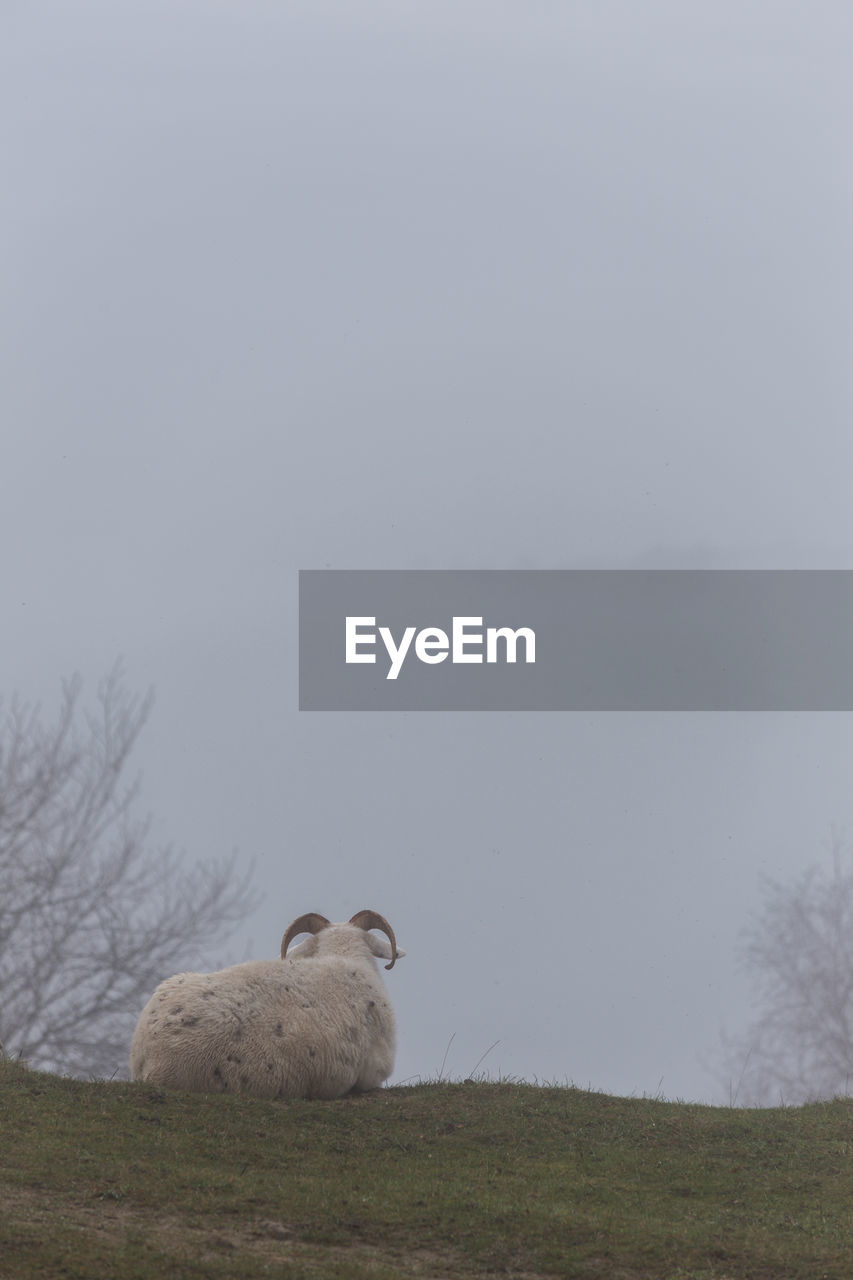 VIEW OF SHEEP ON FIELD AGAINST SKY