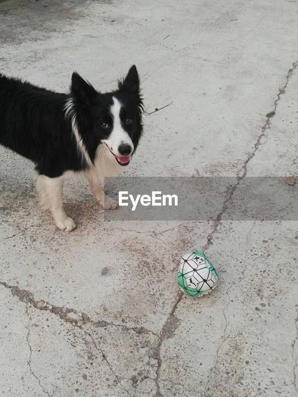 HIGH ANGLE VIEW PORTRAIT OF DOG PLAYING WITH BALL