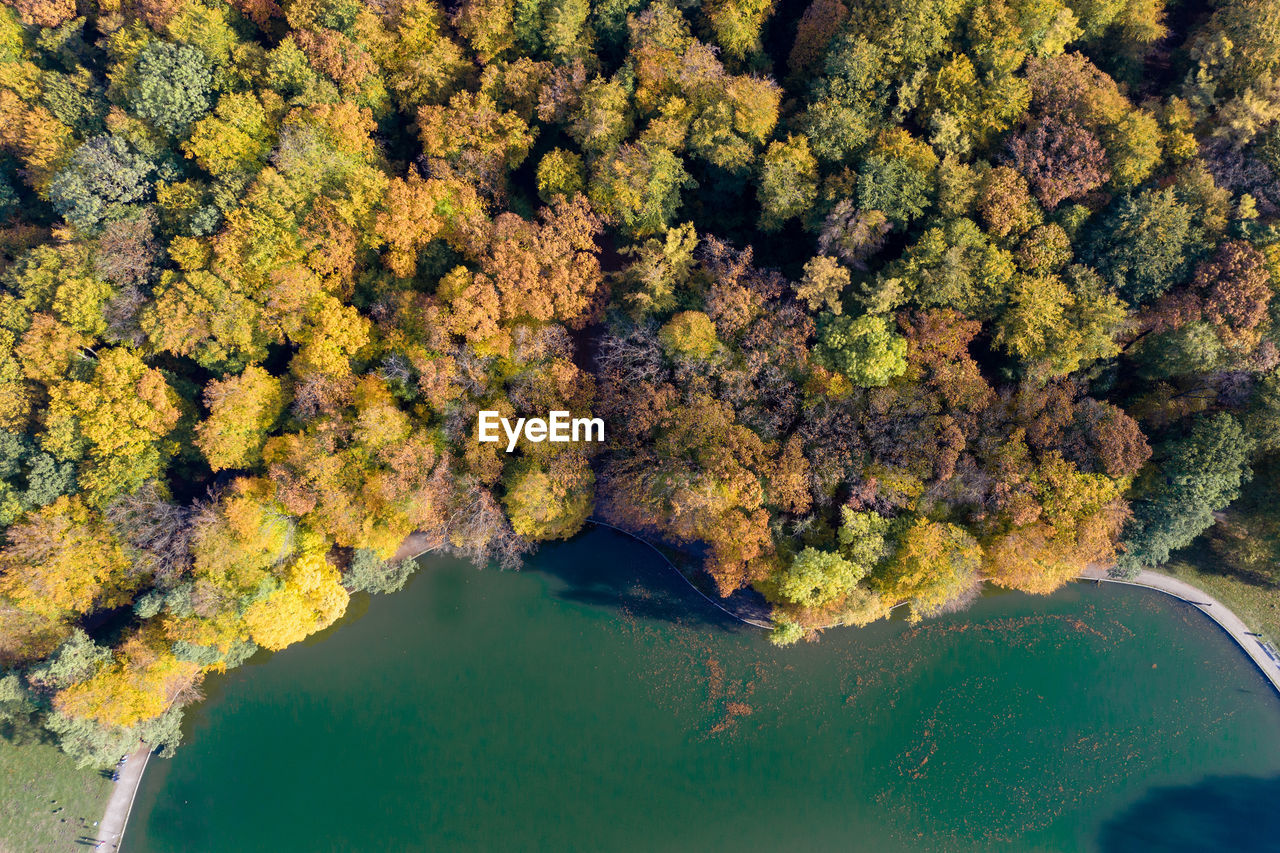 High angle view of trees by lake
