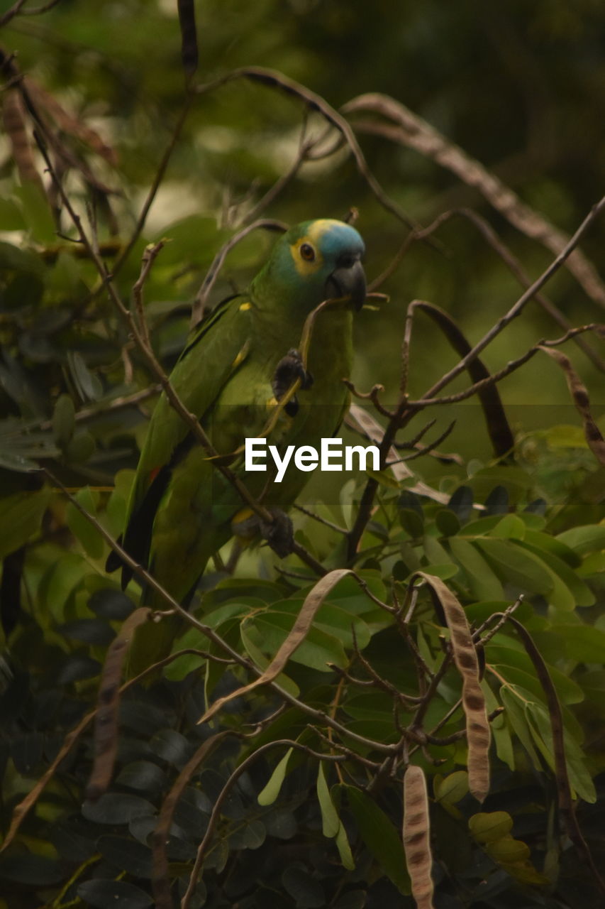 CLOSE-UP OF PARROT PERCHING ON TREE