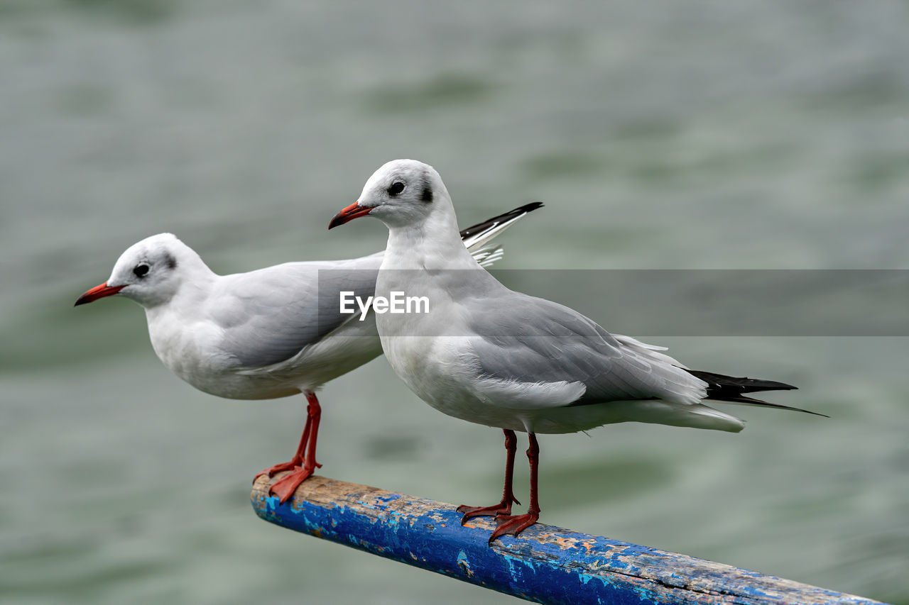 Close-up of seagulls perching on railing