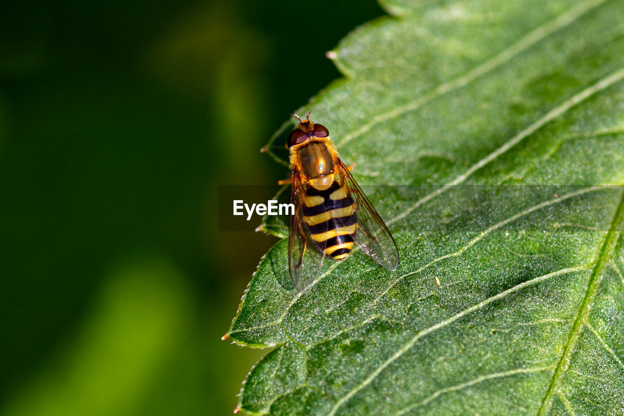 Close-up of hoverfly on leaf