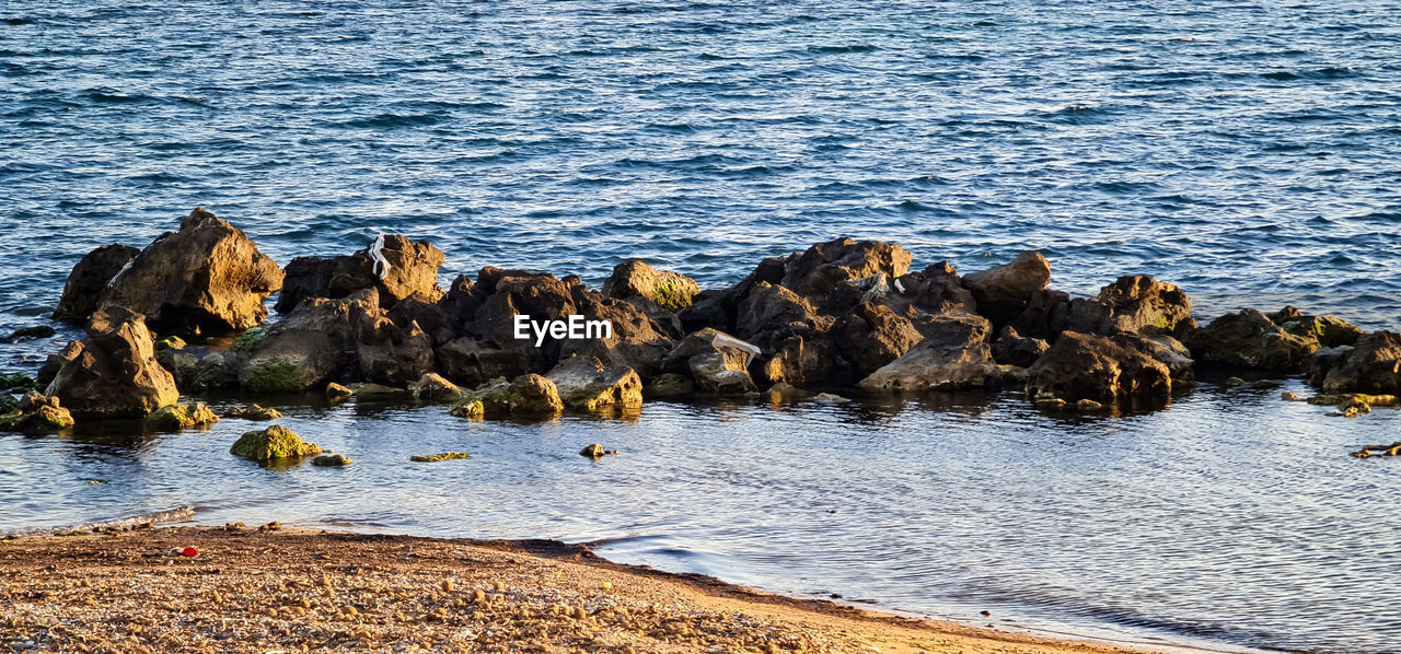 water, sea, shore, rock, coast, beach, land, nature, no people, ocean, beauty in nature, wave, day, wildlife, animal wildlife, animal, animal themes, outdoors, scenics - nature, group of animals, tranquility, body of water, bay, non-urban scene, tranquil scene