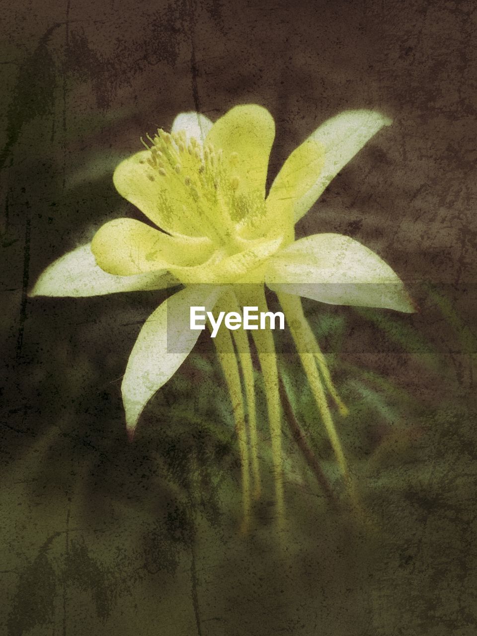 Close-up of yellow flower