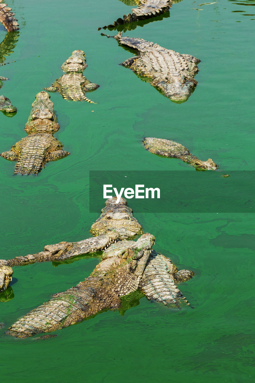 High angle view of crocodiles swimming in lake