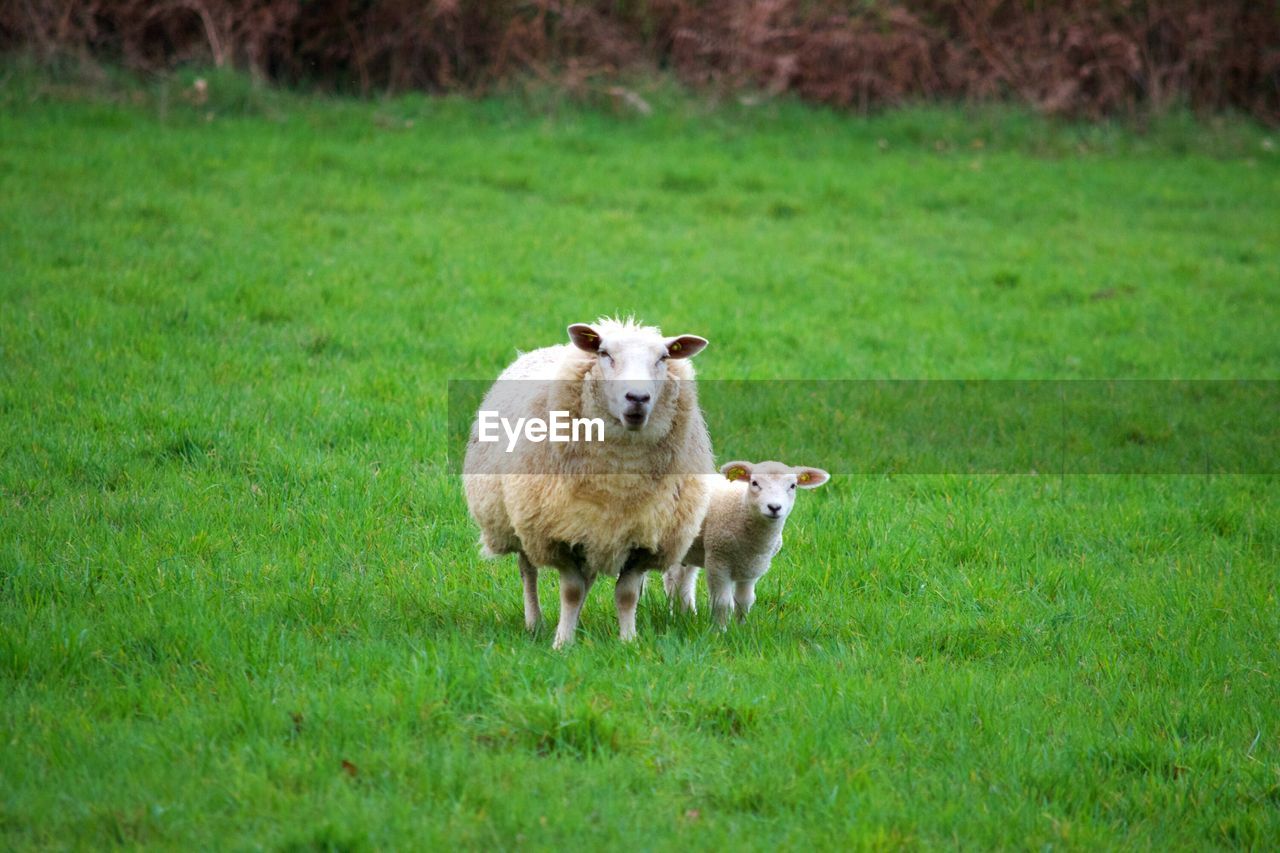 SHEEP ON GRASSLAND