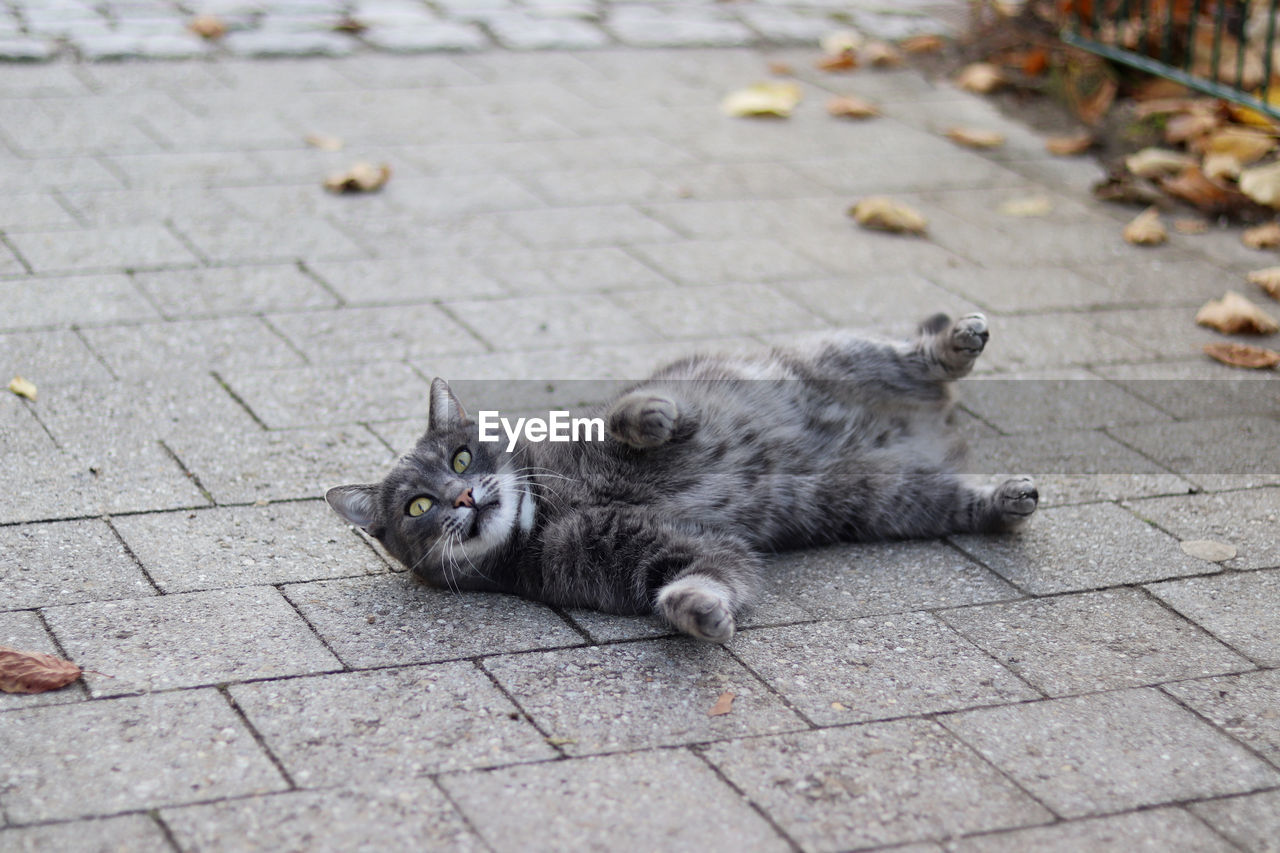 HIGH ANGLE VIEW OF A CAT LYING ON FOOTPATH