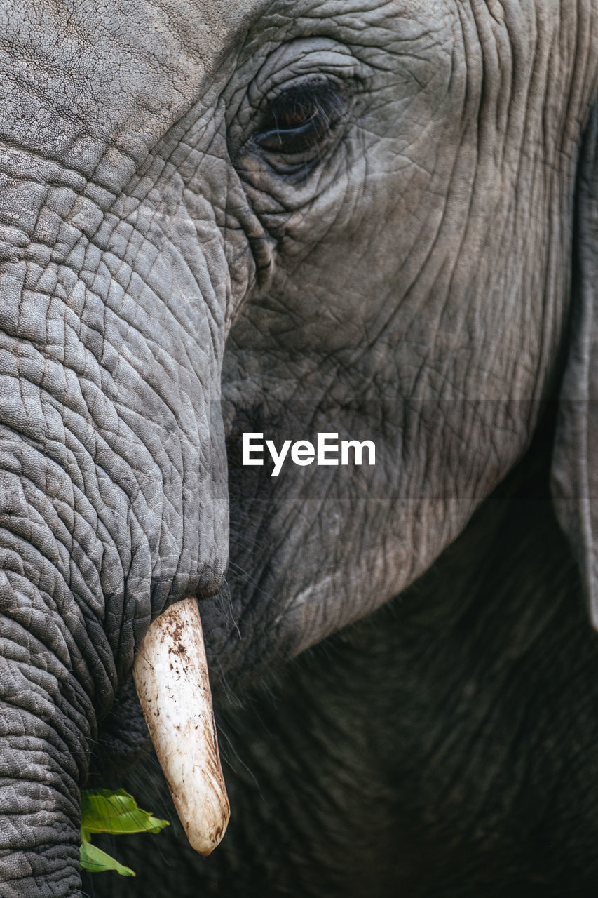 Close up view of an african elephant