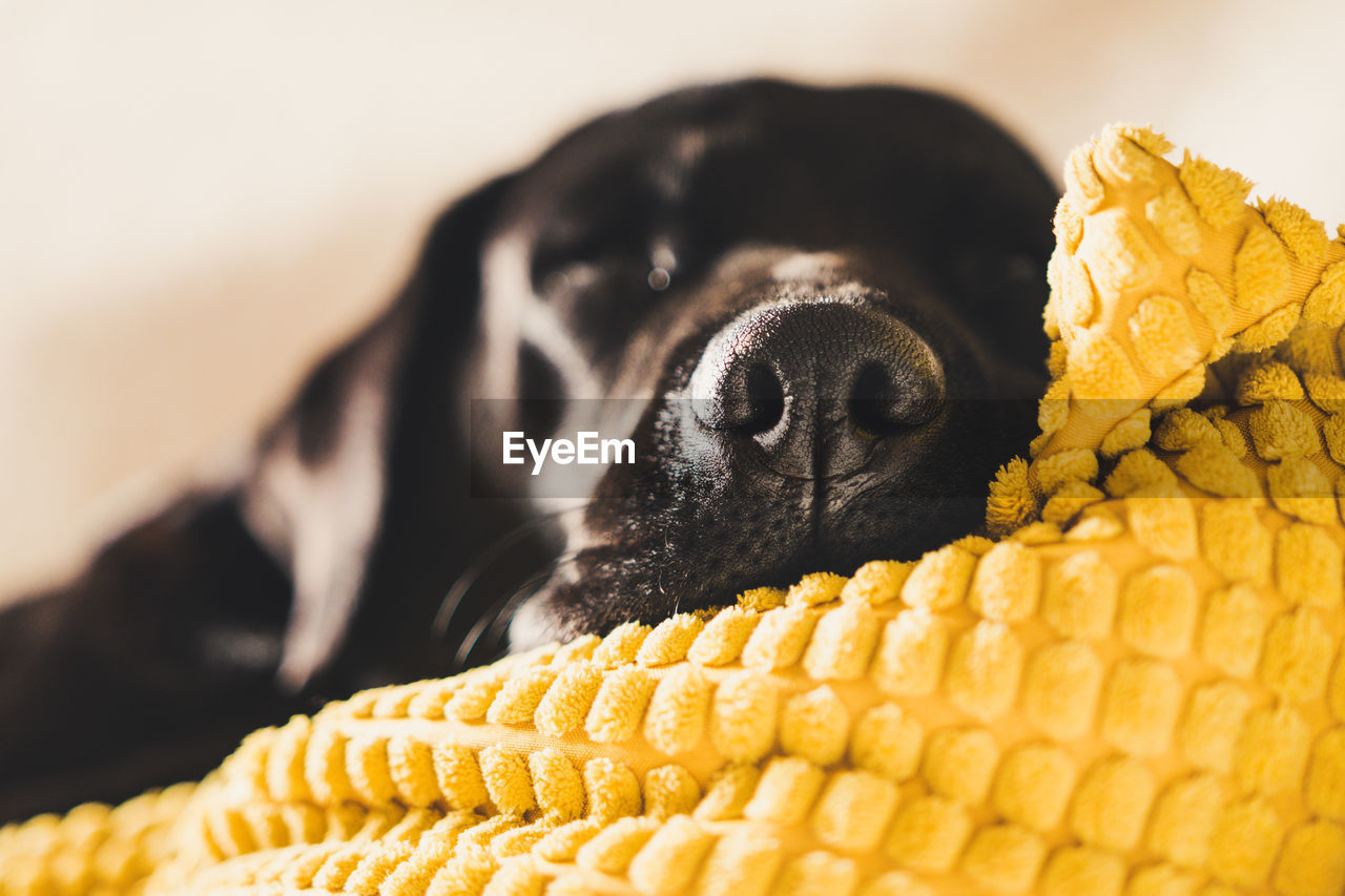 Close-up of dog lying on yellow blanket