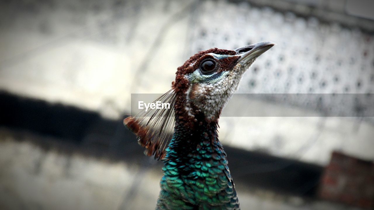 Close-up of peacock