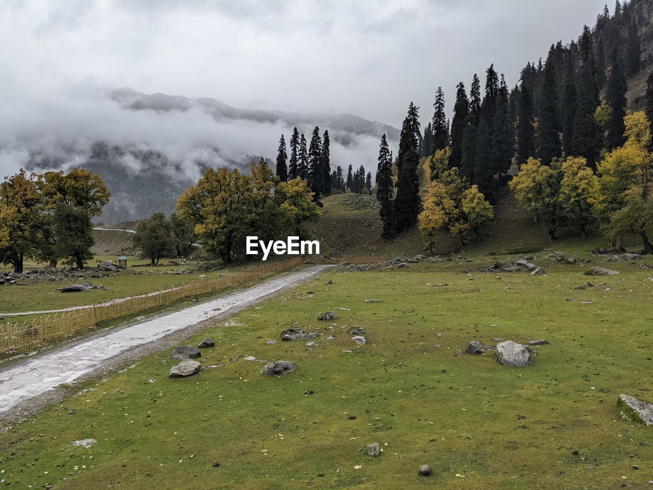 VIEW OF SHEEP ON LANDSCAPE