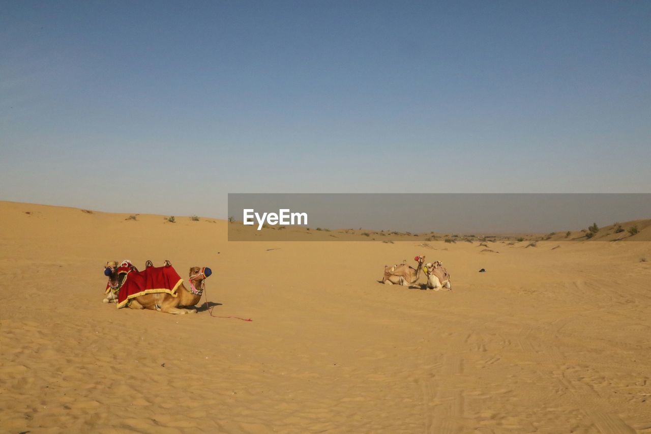 Camels on desert against clear sky