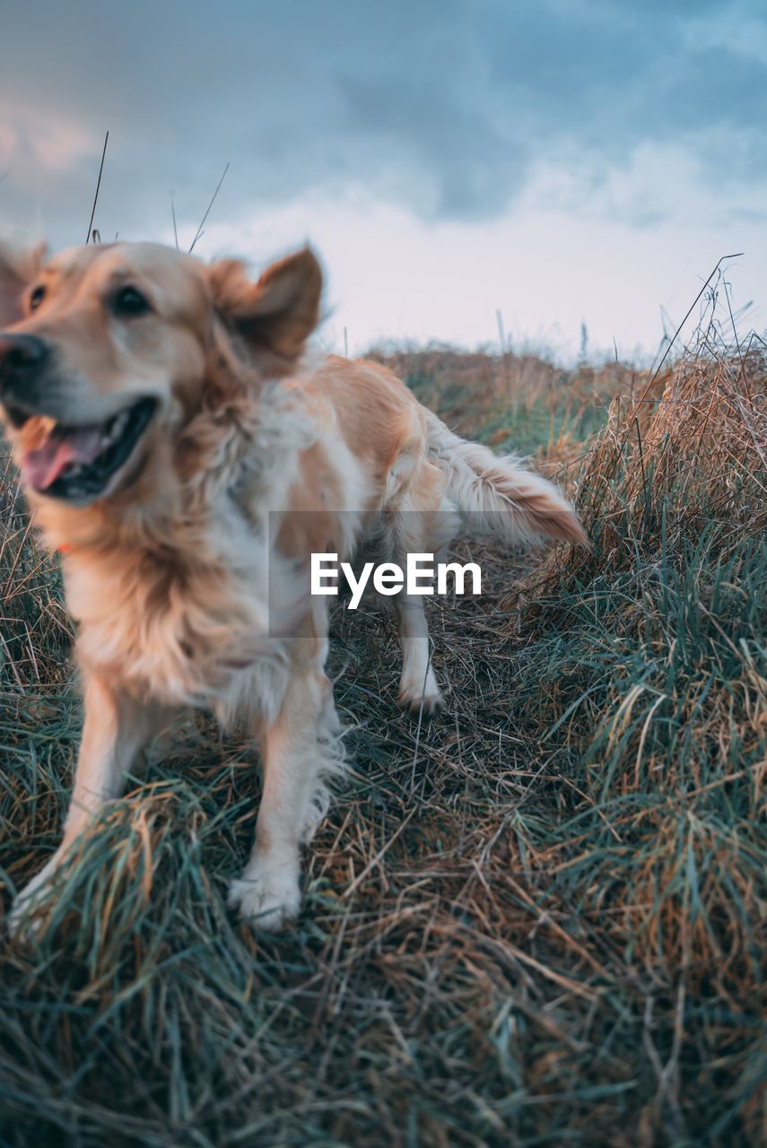 Cute dog on field during sunset