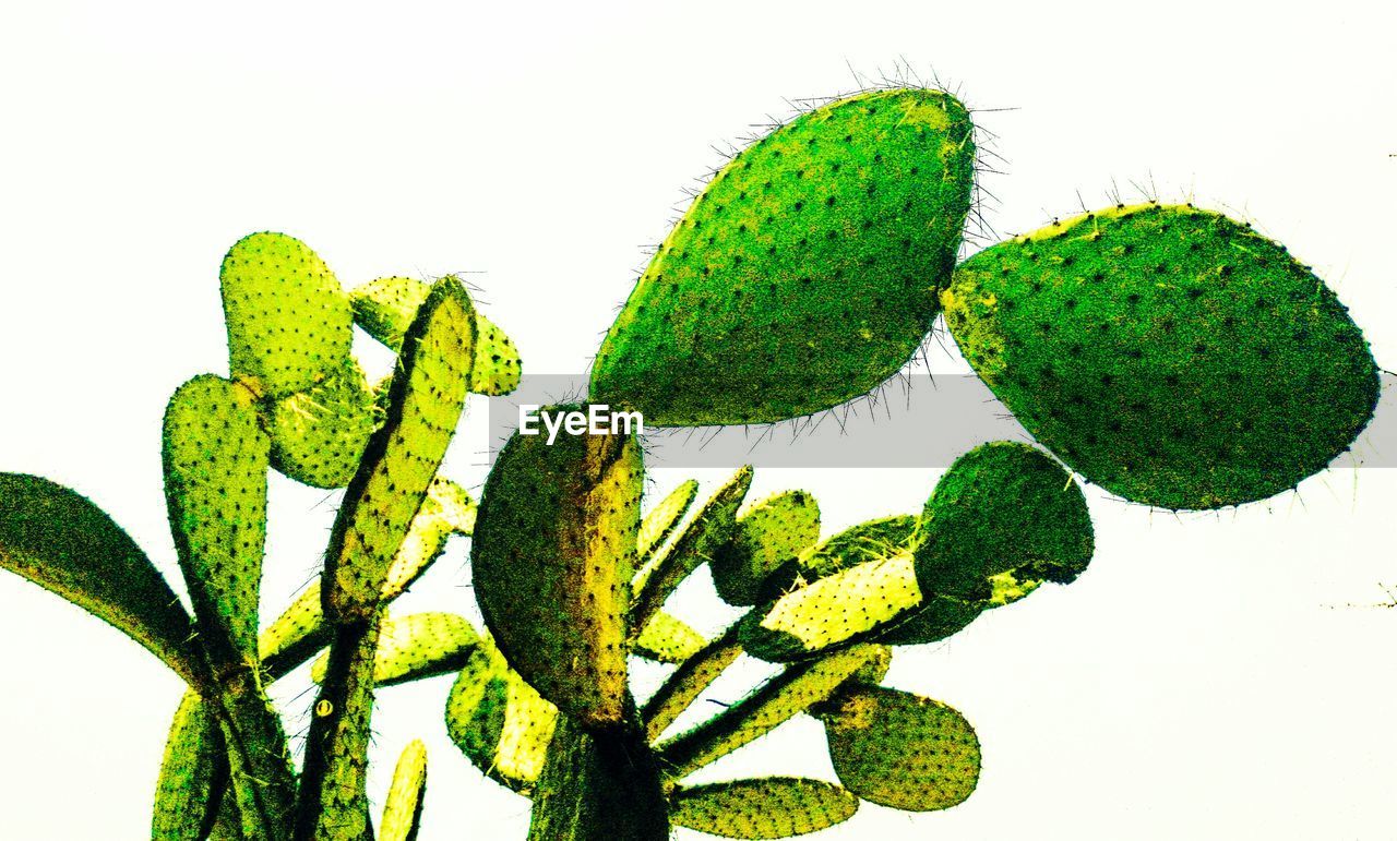 Close-up of cactus against white background