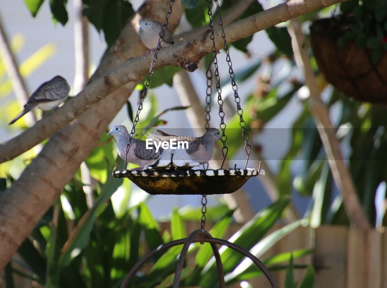 CLOSE-UP OF BUTTERFLY ON TREE BRANCH