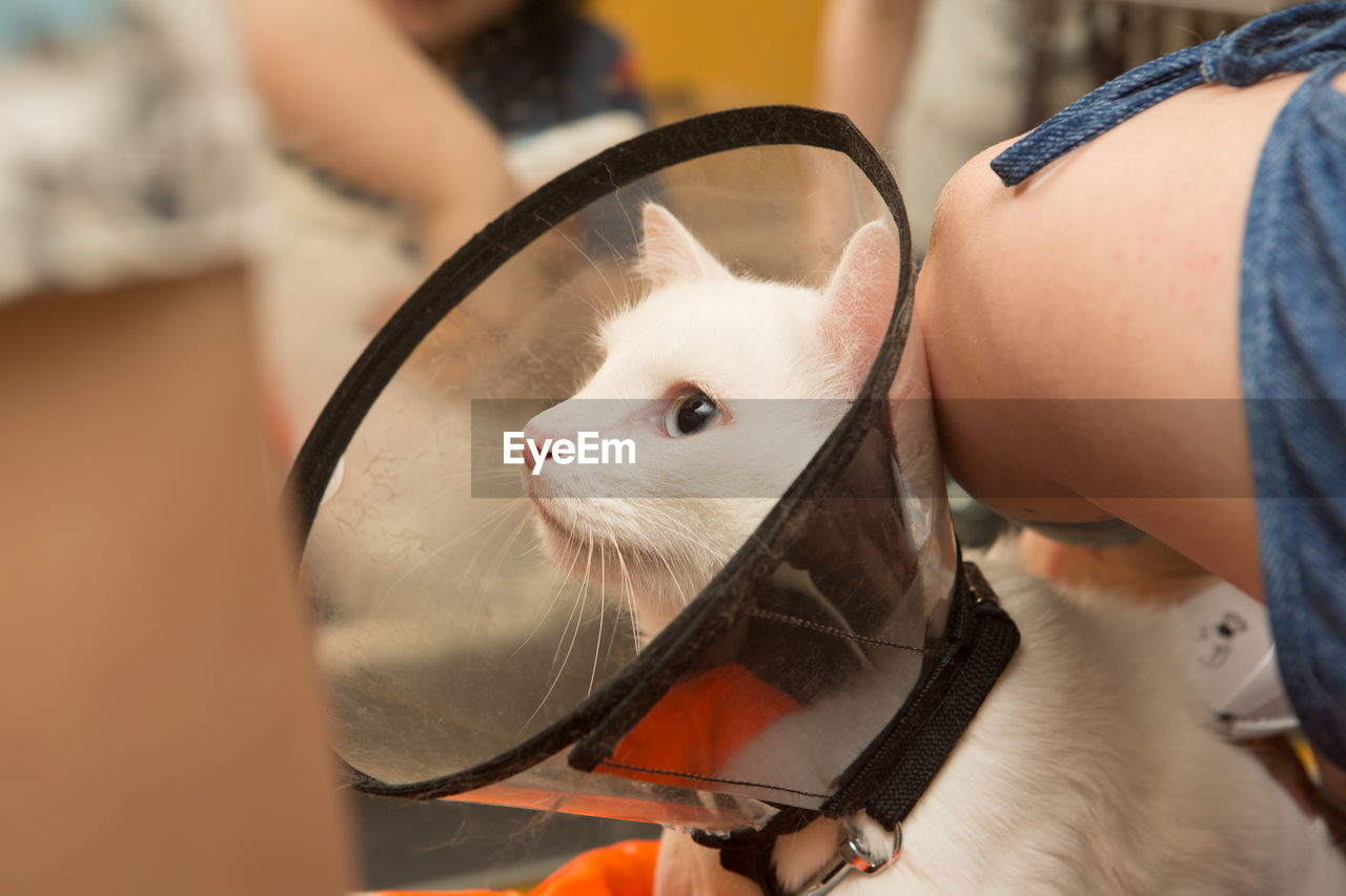 Cat grooming in pet grooming salon. woman uses the trimmer for trimming fur.