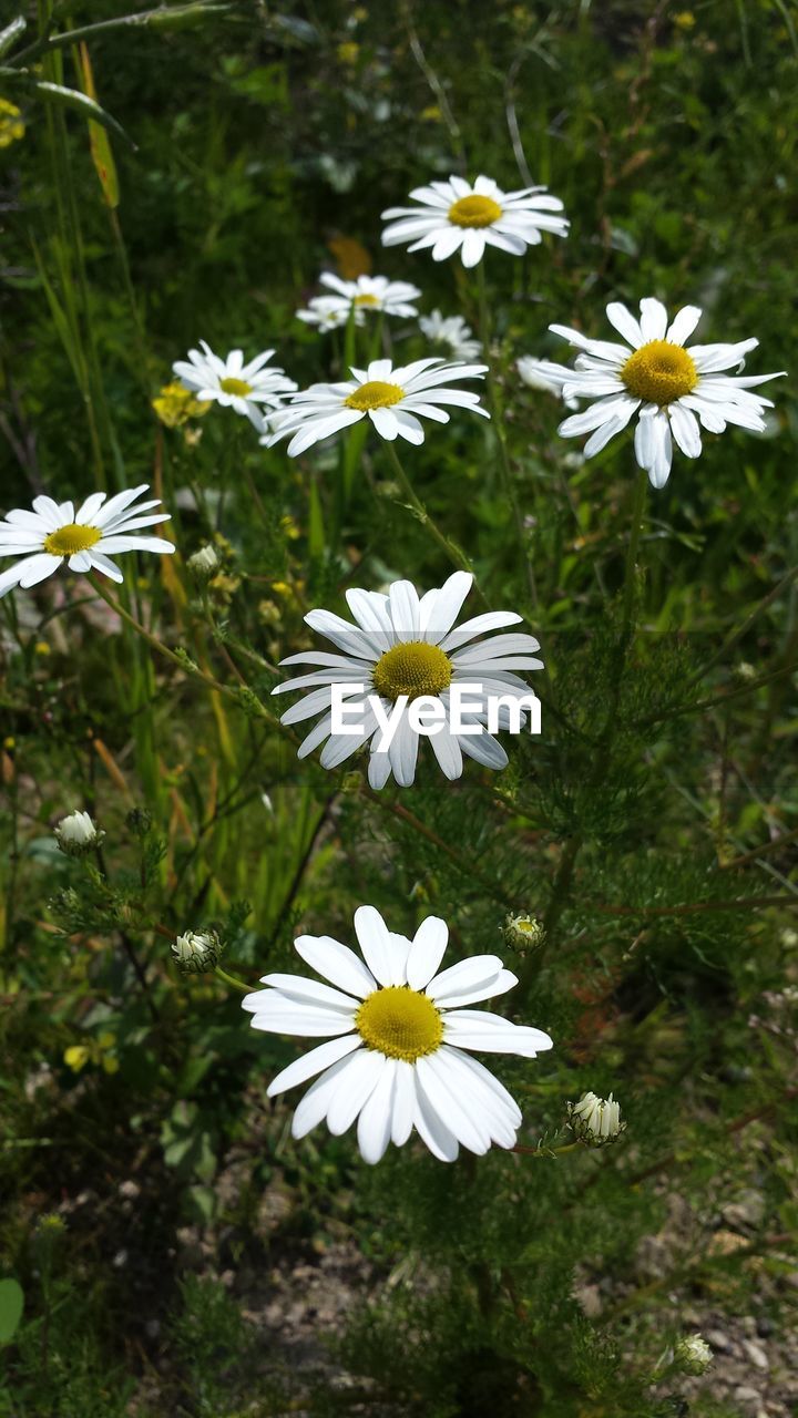 CLOSE-UP OF WHITE FLOWERS BLOOMING IN FIELD