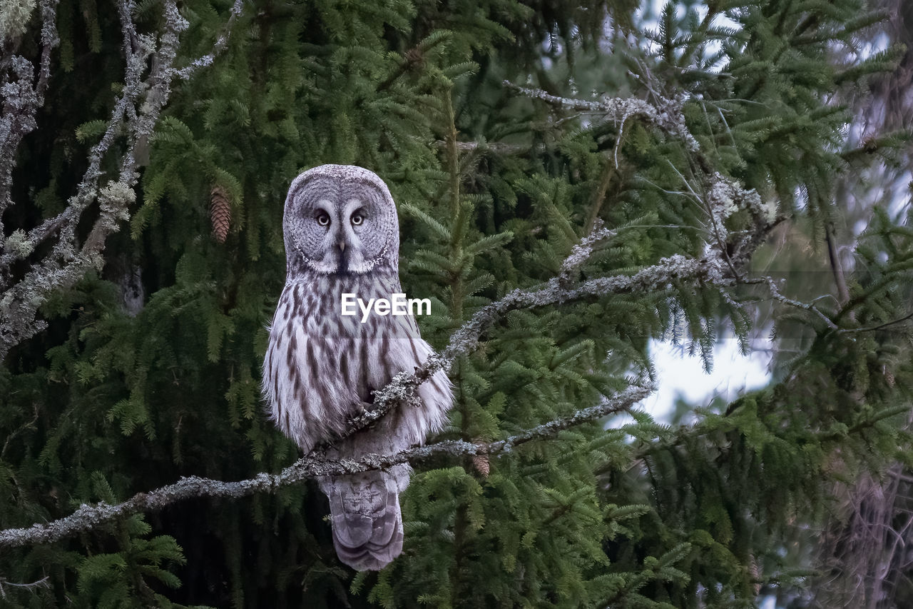 Low angle view of bird perching on tree. great gray owl.