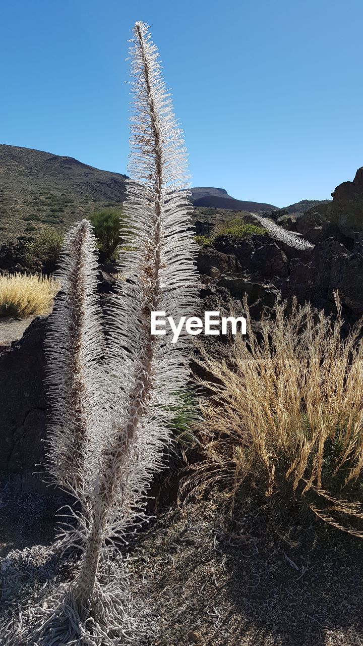 PLANTS ON FIELD AGAINST CLEAR SKY