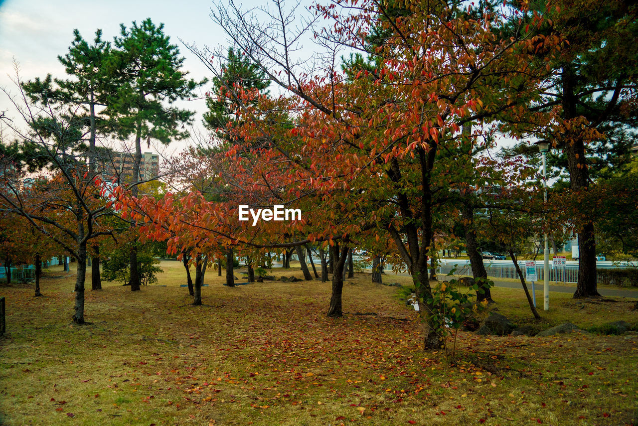 Trees in park during autumn