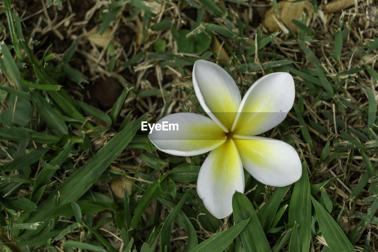 plant, flower, flowering plant, beauty in nature, freshness, nature, growth, close-up, green, frangipani, yellow, petal, fragility, inflorescence, grass, wildflower, no people, white, leaf, flower head, plant part, land, day, outdoors, field, high angle view, focus on foreground