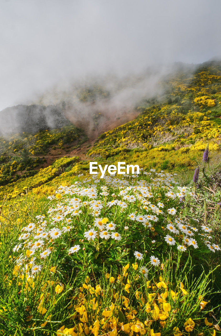 scenic view of plants on mountain
