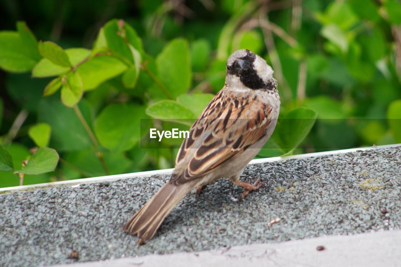 CLOSE-UP OF BIRD PERCHING ON PLANTS