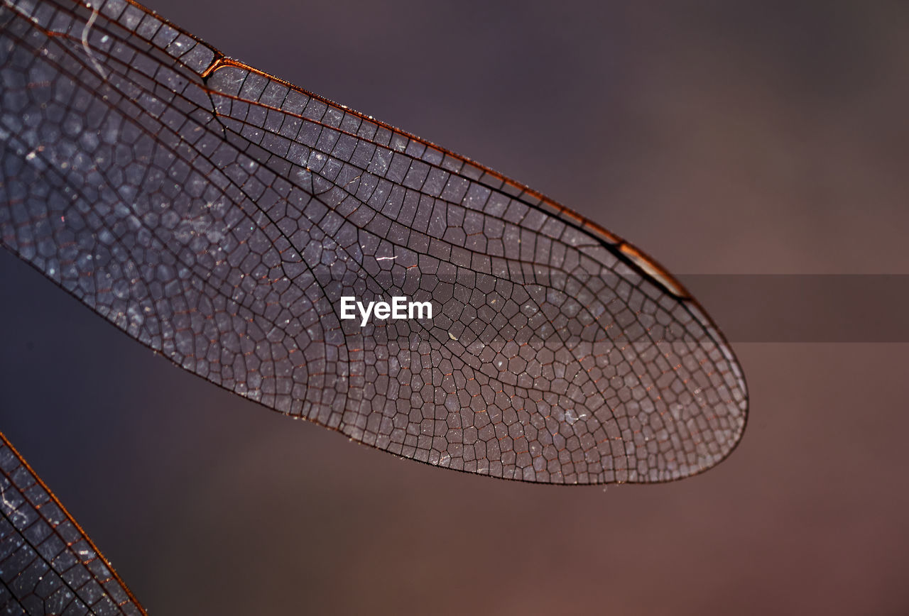 Closeup view of dragonfly wing