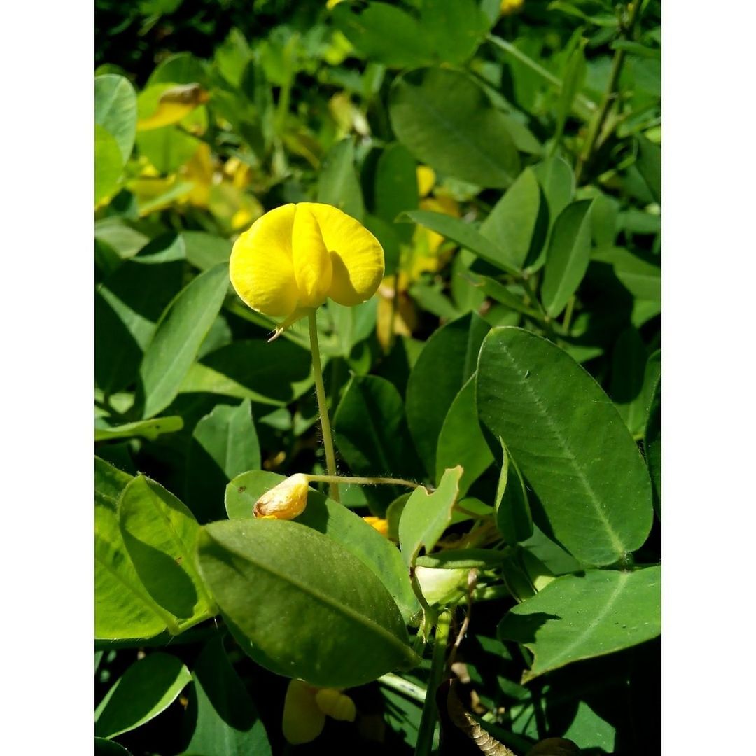 Close-up of fresh yellow flower amidst green leaves in garden