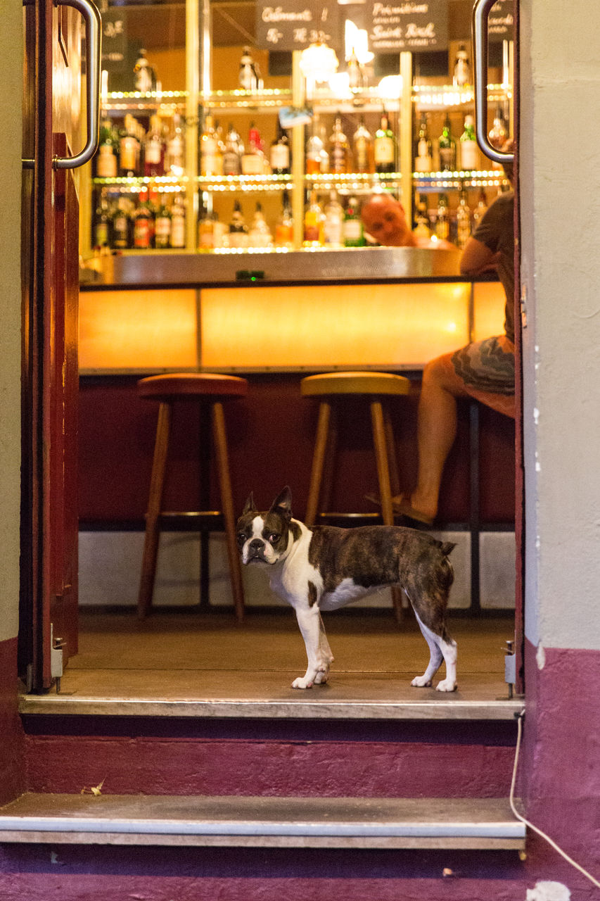 Dog sitting on table in illuminated room