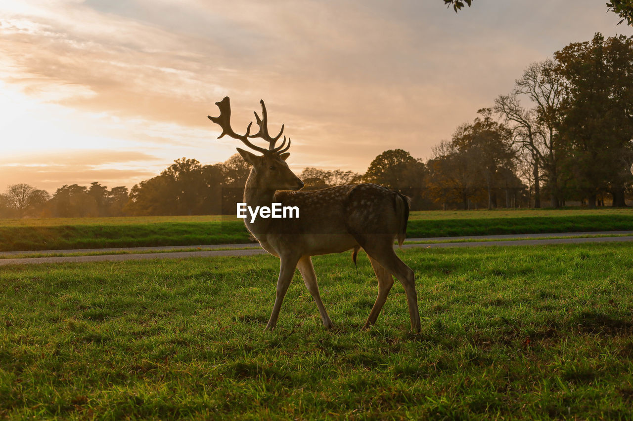animal, animal themes, animal wildlife, mammal, deer, nature, plant, sky, wildlife, sunset, grass, tree, field, grassland, environment, landscape, antler, one animal, savanna, no people, land, plain, prairie, reindeer, cloud, beauty in nature, domestic animals, outdoors, sun, meadow, full length, antelope, sunlight, elk, agriculture, standing, side view, travel destinations, stag, scenics - nature